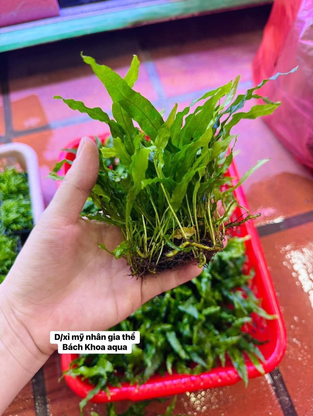Dương xỉ Mỹ Nhân gắn sẵn giá thể napad siêu khỏe